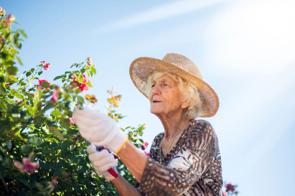 Older female memory care resident wearing hat and gardening gloves trims flower bush in the outdoors 